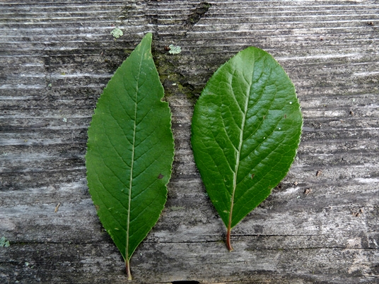 {Viburnum rufidulum}